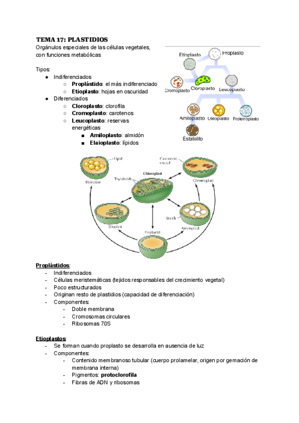 Miniatura del documento TEMA-17-PLASTIDIOS.pdf