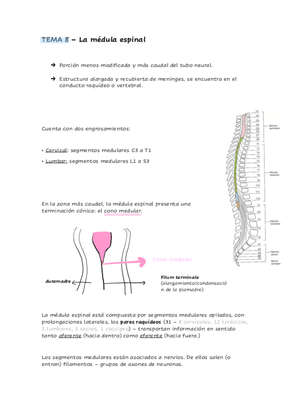 Miniatura del documento TEMA-8-la-medula-espinal.pdf