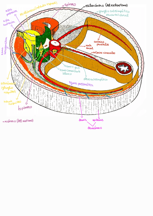 Miniatura del documento METAMERO.jpg