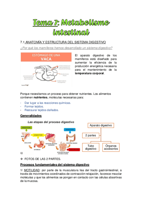 Miniatura del documento TEMA-7.-METABOLISMO-INTESTINAL.pdf