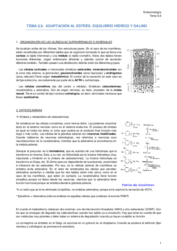 Miniatura del documento TEMA 5-6 - Adaptación al estrés - Equilibrio hídrico y salino.pdf