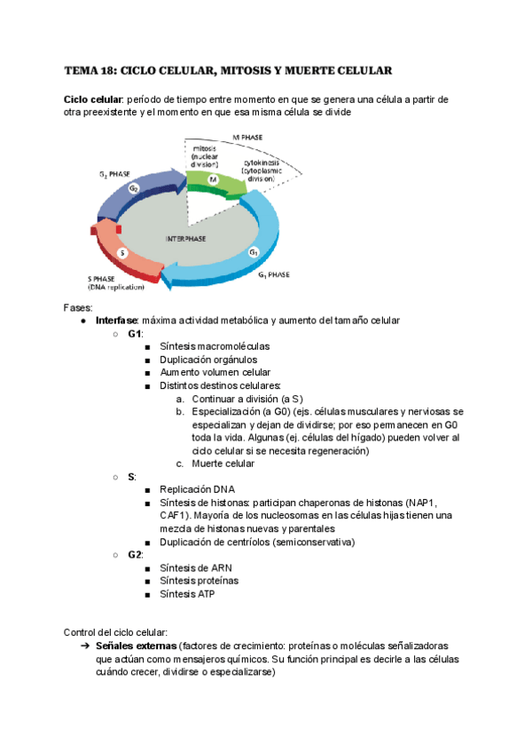 Miniatura del documento TEMA-18-CICLO-CELULAR-MITOSIS-Y-MUERTE-CELULAR.pdf