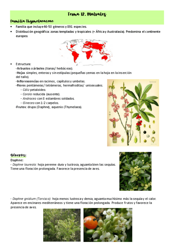 Miniatura del documento Tema-12.-Malvales.pdf