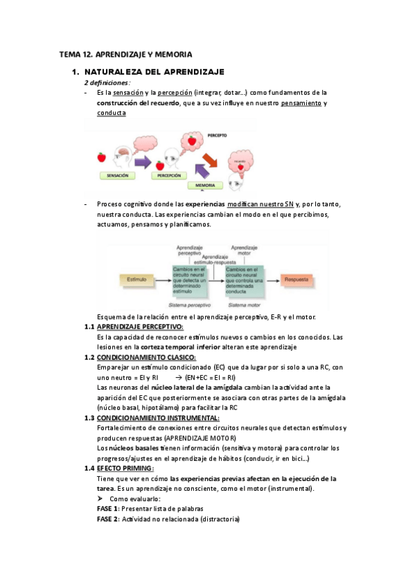 Miniatura del documento TEMA-12.-APRENDIZAJE-Y-MEMORIA.pdf