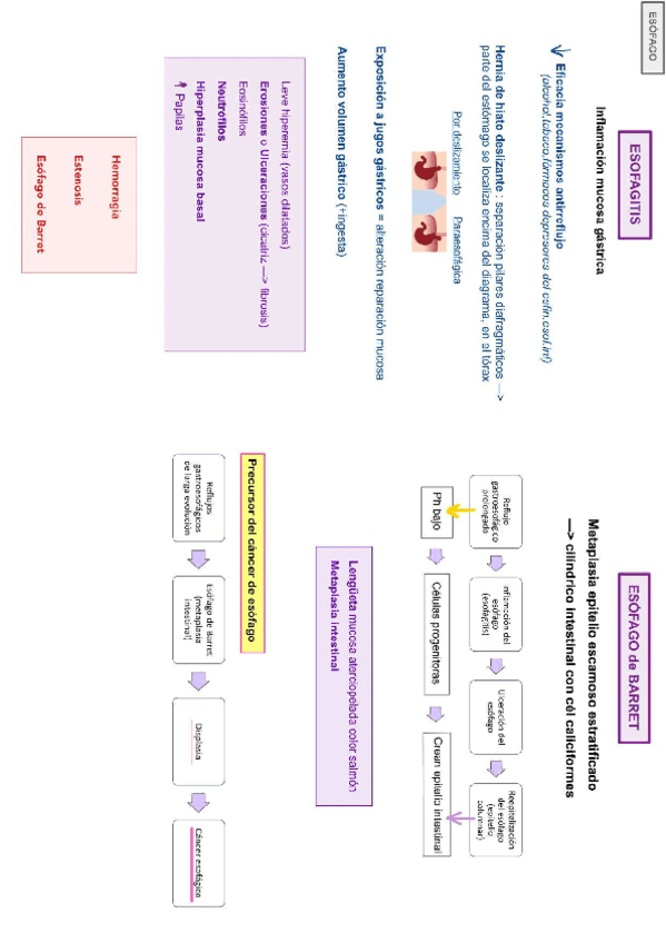 Miniatura del documento Resumen-todo-digestivo.pdf