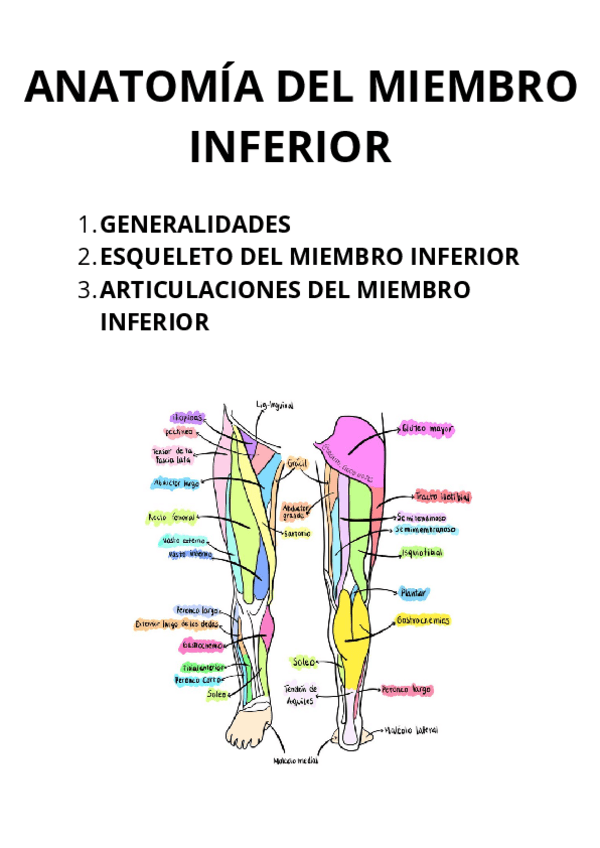 Miniatura del documento ANATOMIA-DEL-MIEMBRO-INFERIOR.pdf
