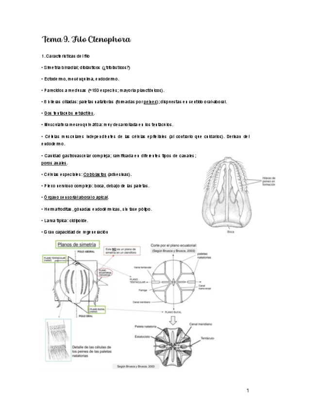 Miniatura del documento Tema-9.-Filo-Ctenophora.pdf