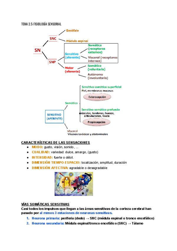Miniatura del documento TEMA-2.5-FISIOLOGIA-SENSORIAL.pdf