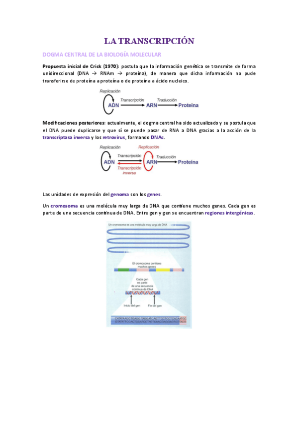 Miniatura del documento GM-apunts-segon-parcial.pdf