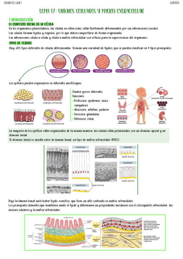 Miniatura del documento tema-17-biologia-celular-I.pdf