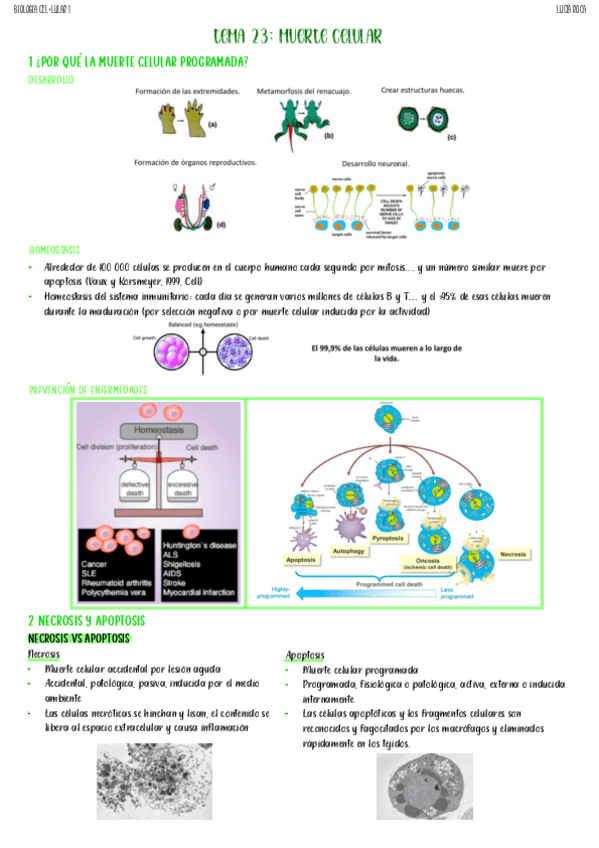 Miniatura del documento tema-23-biologia-celular-I.pdf