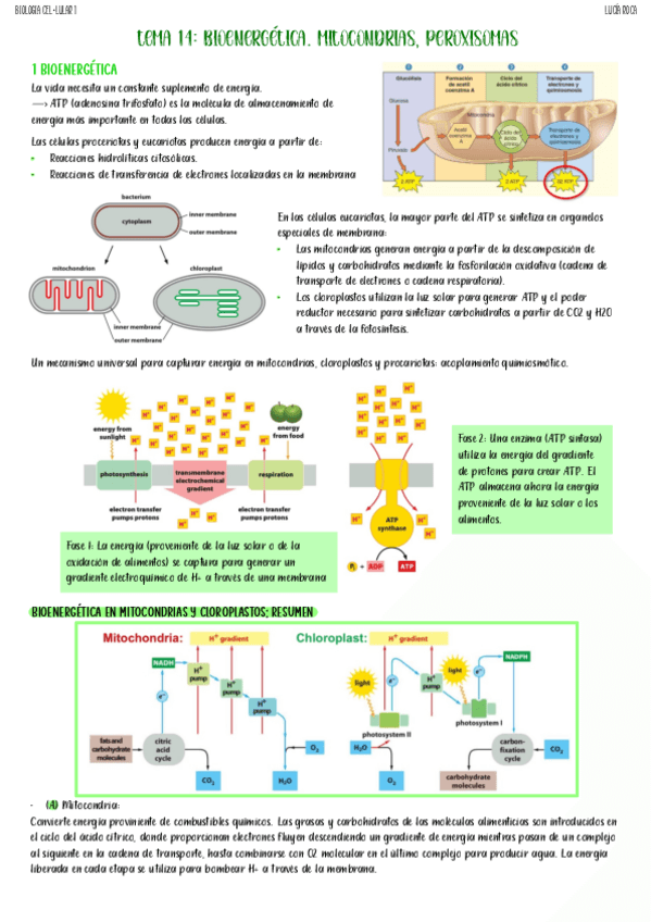 Miniatura del documento tema-14-biologia-celular-I.pdf