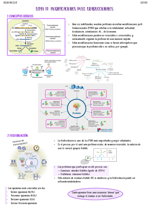 Miniatura del documento tema-11-biologia-molecular.pdf