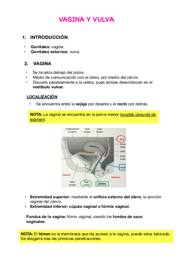 Miniatura del documento T48.-Vagina.pdf