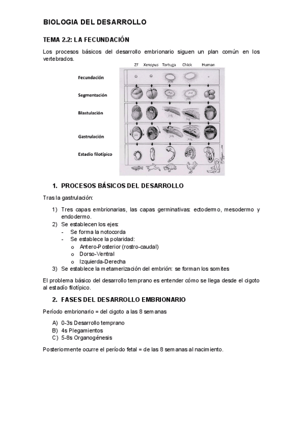 Miniatura del documento tema-2.2.-desarrollo.pdf