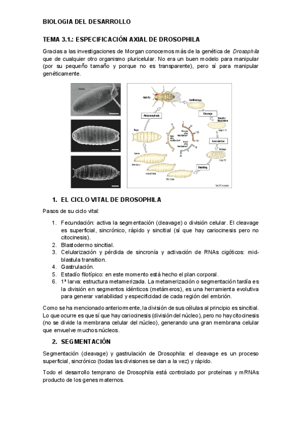 Miniatura del documento tema-3.1.-desarrollo.pdf