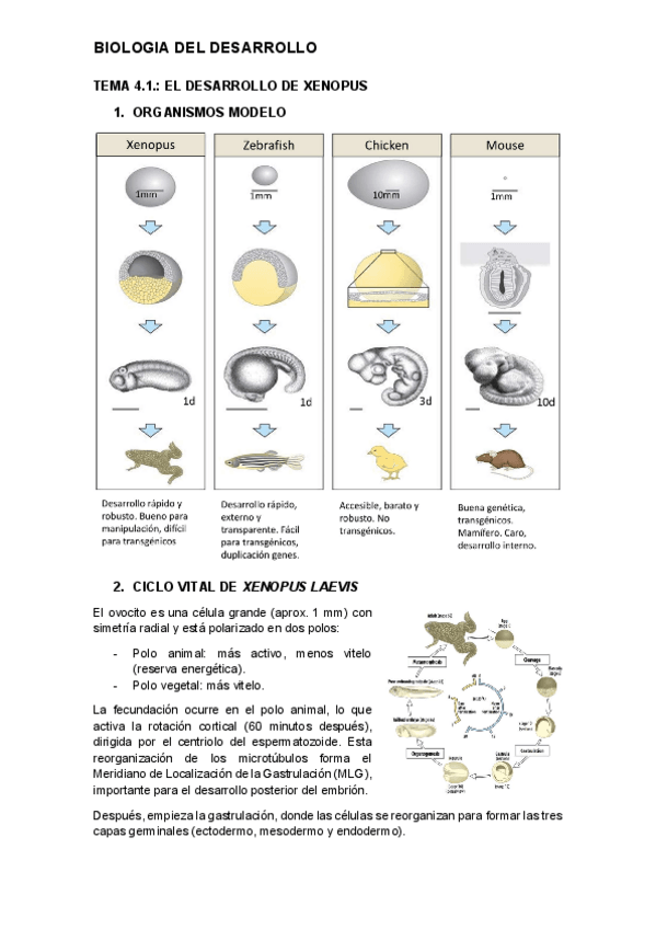 Miniatura del documento tema-4.1.-desarrollo.pdf