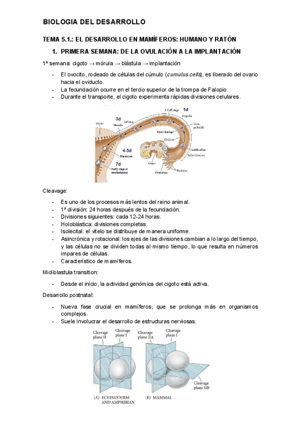 Miniatura del documento tema-5.1.-desarrollo.pdf