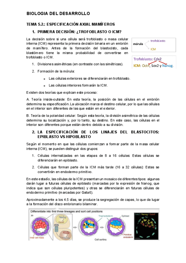 Miniatura del documento tema-5.2.-desarrollo.pdf