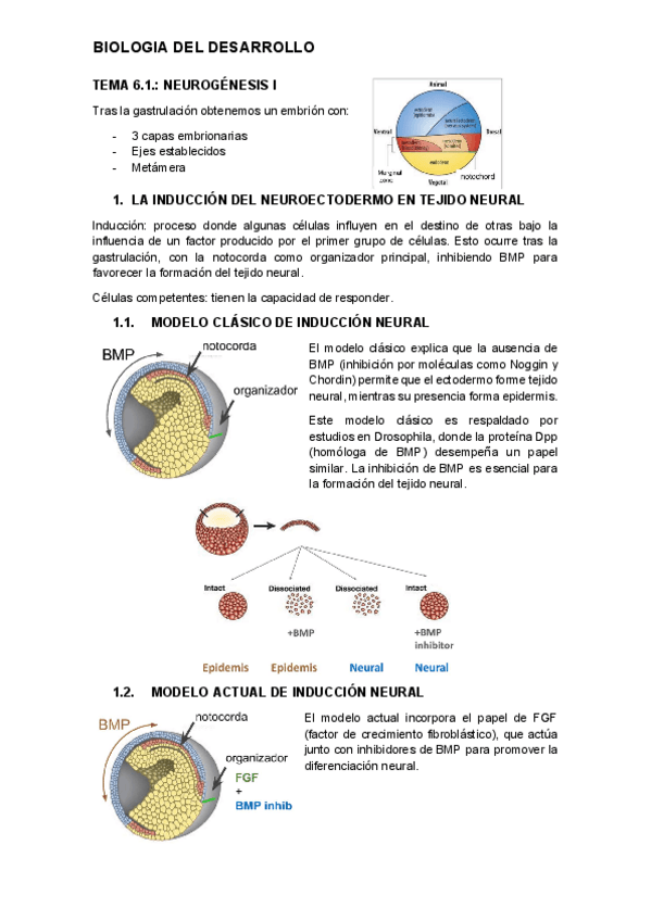 Miniatura del documento tema-6.1.-desarrollo.pdf