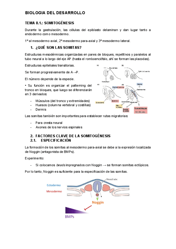 Miniatura del documento tema-8.1.-desarrollo.pdf