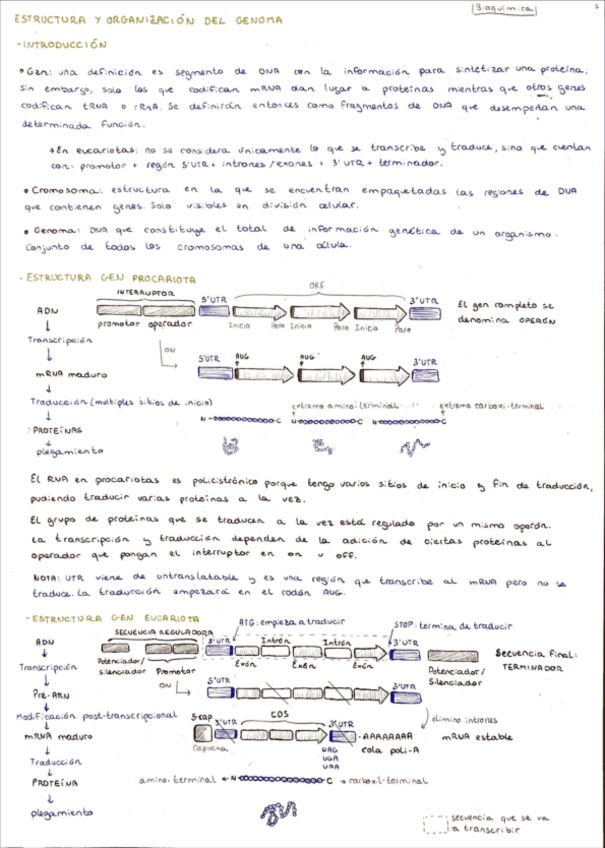Miniatura del documento 3.1-estructura-y-organizacion-del-genoma.pdf