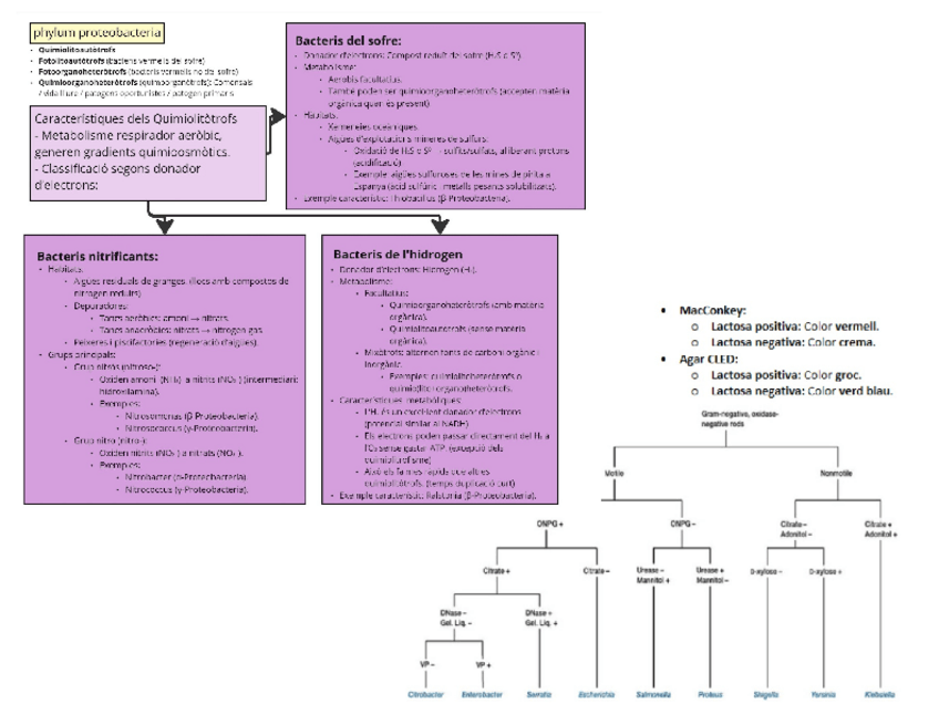 Miniatura del documento ESQUEMA-grams-negatius-proteobacteria-tema-15.pdf.pdf