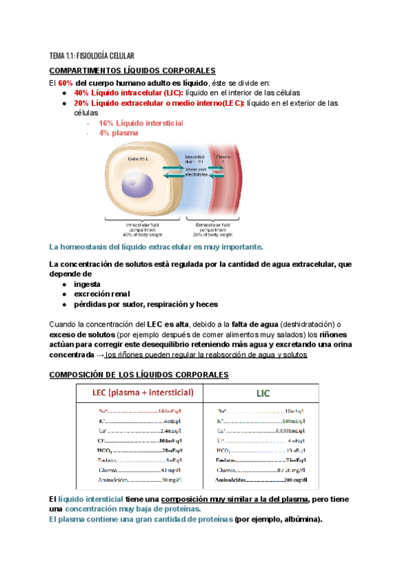 Miniatura del documento TEMA-1.1-FISIOLOGIA-CELULAR.pdf