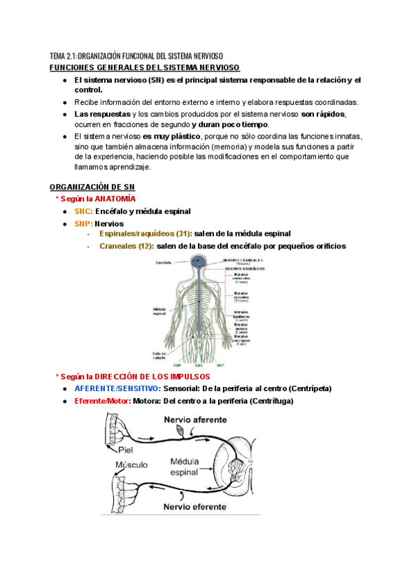 Miniatura del documento TEMA-2.1-ORGANIZACION-FUNCIONAL-DEL-SISTEMA-NERVIOSO.pdf