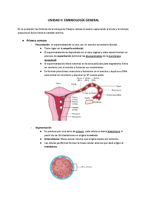 Miniatura del documento UNIDAD-II-EMBRIOLOGIA-GENERAL-1.pdf