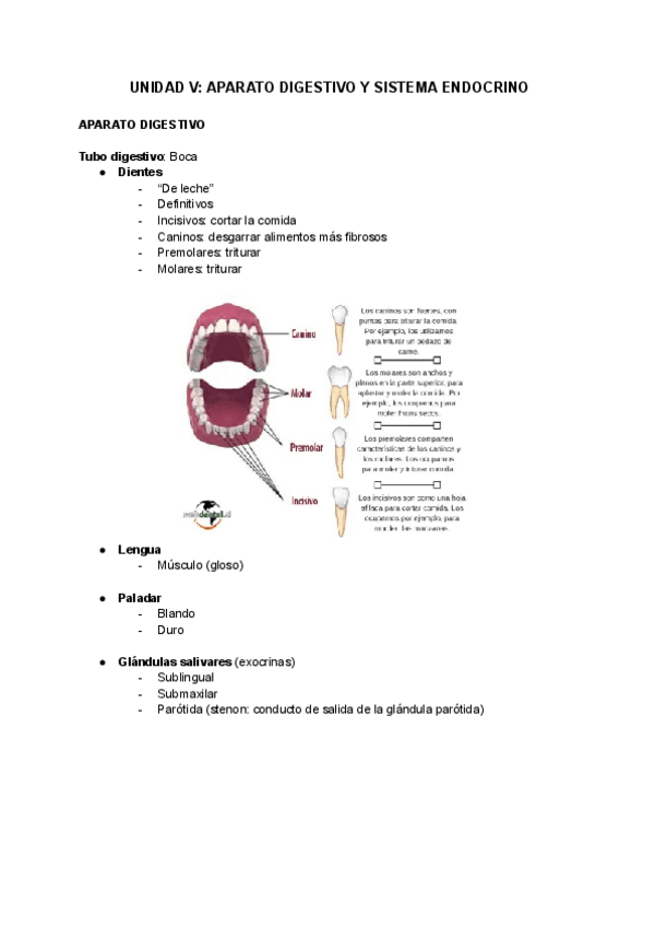 Miniatura del documento UNIDAD-V-APARATO-DIGESTIVO-Y-SISTEMA-ENDOCRINO-1.pdf
