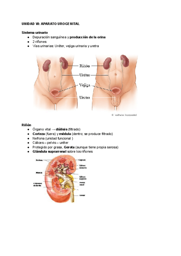 Miniatura del documento UNIDAD-VI-APARATO-UROGENITAL-1.pdf