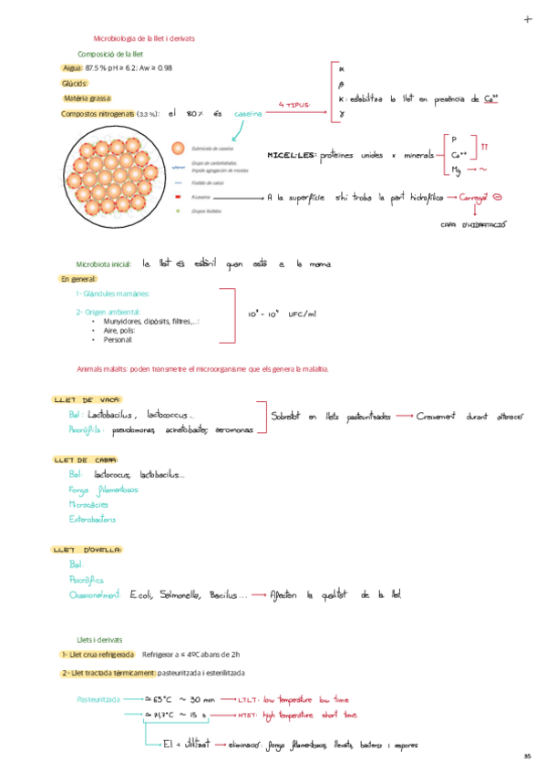 Miniatura del documento TEMA-6-Llet-i-derivats.pdf