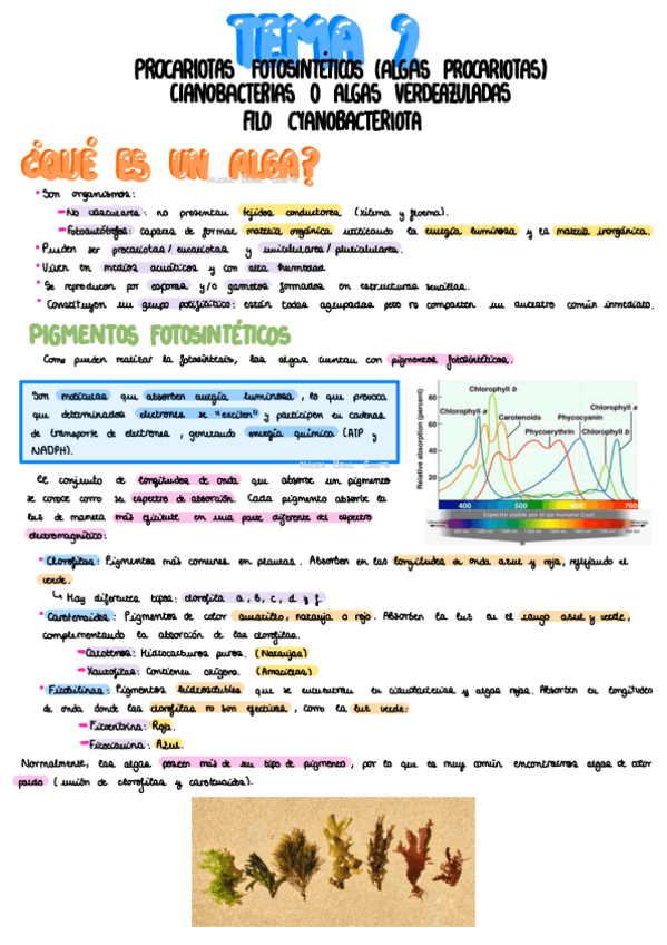 Miniatura del documento Tema-2-Algas-Procariotas.pdf
