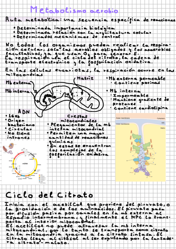 Miniatura del documento Metabolismo-aerobio.pdf