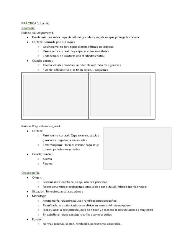 Miniatura del documento Practicas-botanica.pdf