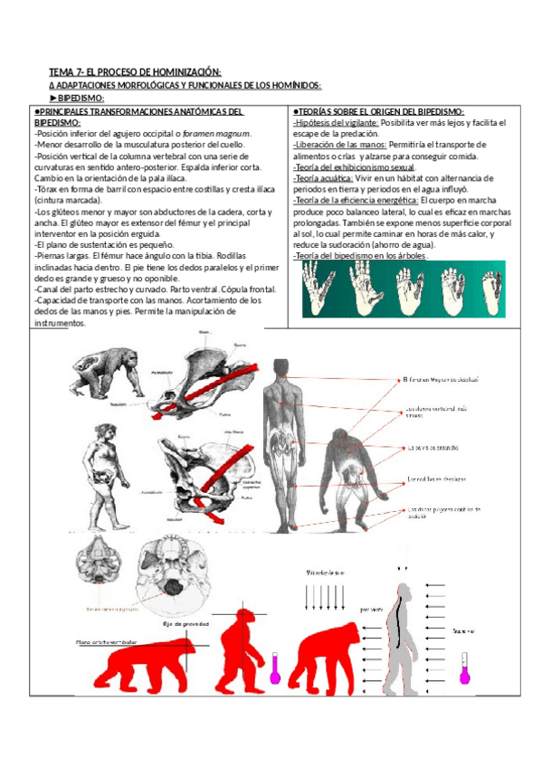 Miniatura del documento ANTROP_7.pdf