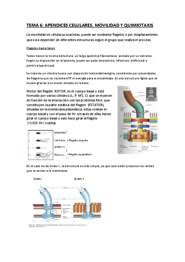 Miniatura del documento TEMA 6 MICROBIOLOGIA.pdf
