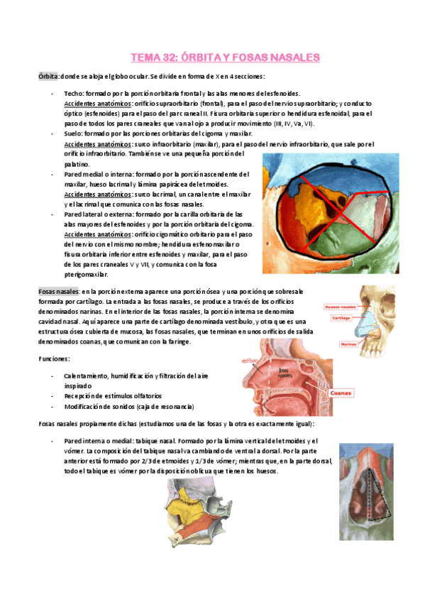 Miniatura del documento tema-32-orbita-y-fosas-nasales.pdf