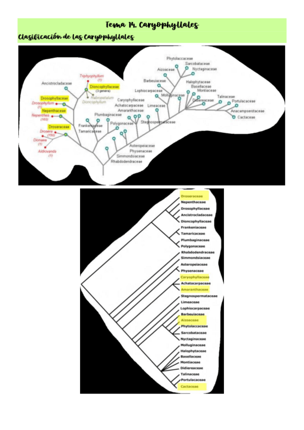Miniatura del documento Tema-14.-Caryophyllales.pdf