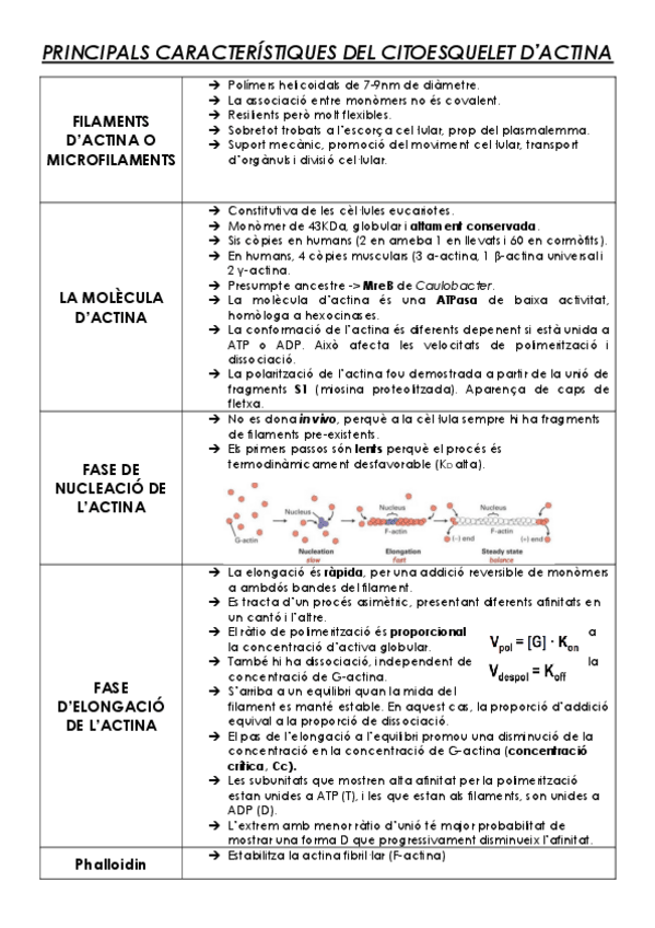 Miniatura del documento Resum-esquematic-BioCel-part-citoesquelet.pdf