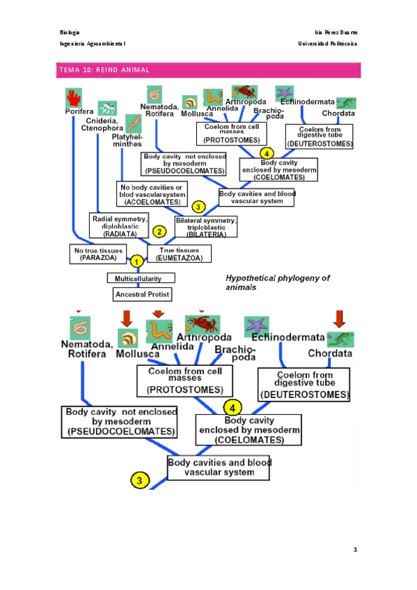 Miniatura del documento Tema-10.-Reino-Animal..pdf