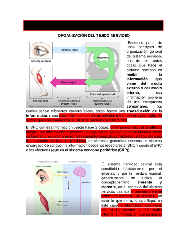 Miniatura del documento 04-Anatomia-I-Organizacion-del-Tejido-Nervioso.pdf