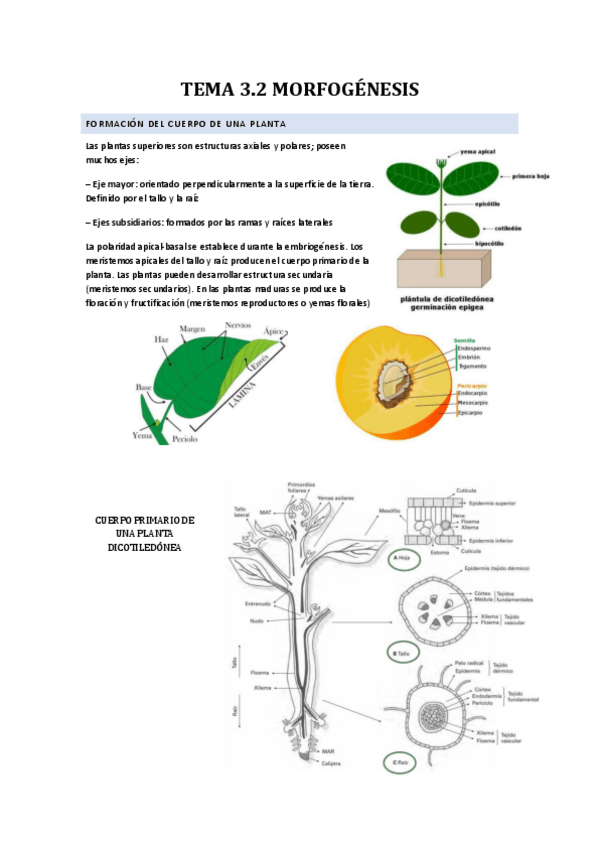 Miniatura del documento TEMA-3.2-MORFOGENESIS.pdf