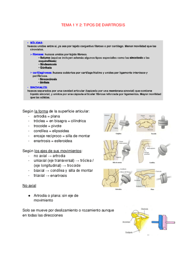 Miniatura del documento Tema-2-y-3-Tipos-de-diartrosis.pdf