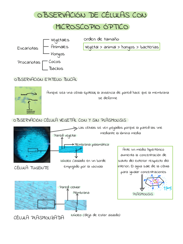 Miniatura del documento Practicas-de-biologia.pdf