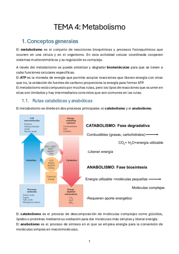 Miniatura del documento T4.-Metabolismo-bioquimica.pdf