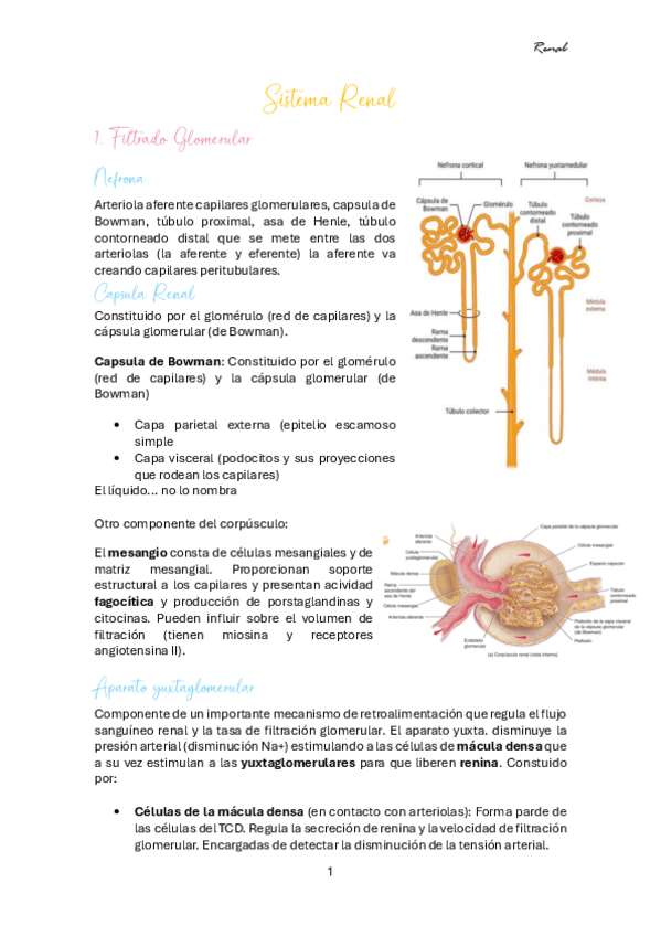 Miniatura del documento RENAL.pdf