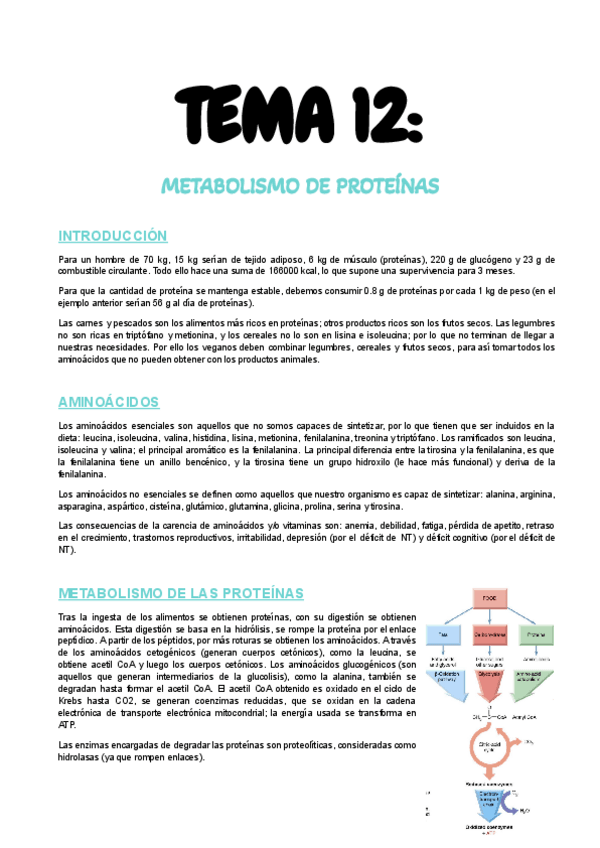 Miniatura del documento T12-Metabolismo-de-proteinas.pdf