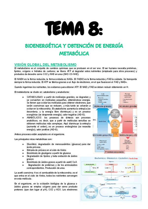 Miniatura del documento T8-Metabolismo.pdf